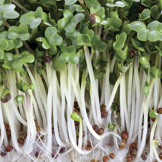 broccoli sprouts.jpg