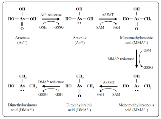 Metabolic Pathway of Inorganic Arsenic.png