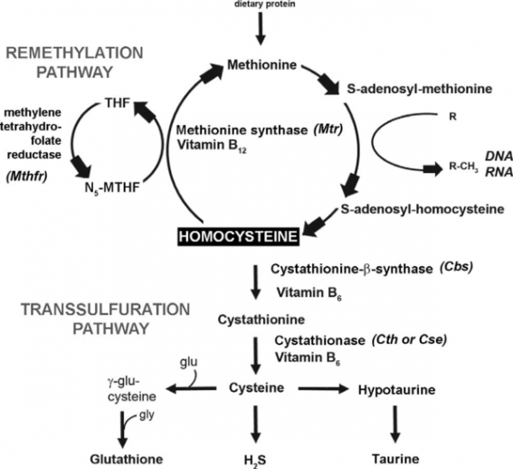Homocysteine_metabolic_pathway.png