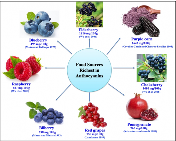 The richest natural food source of anthocyanins.png