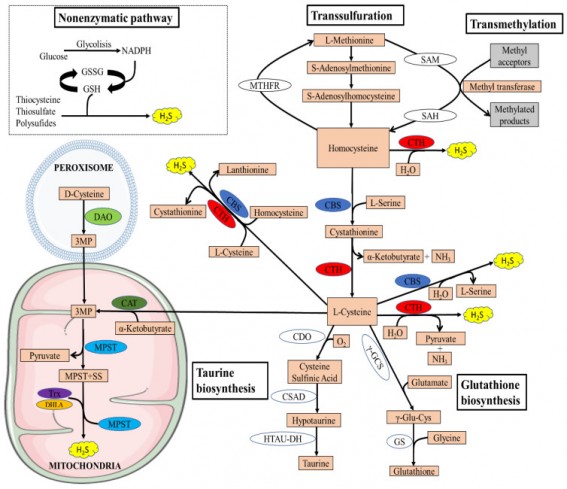 Poruchy metabolismu sirných aminokyselin.jpg